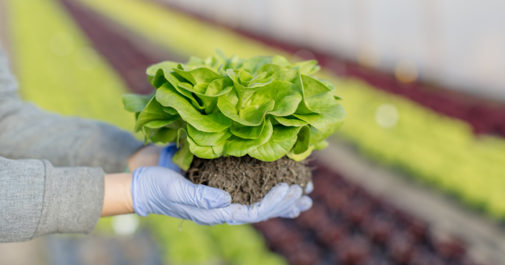 Starting an Organic Farm in Dubai: A Green Business Opportunity